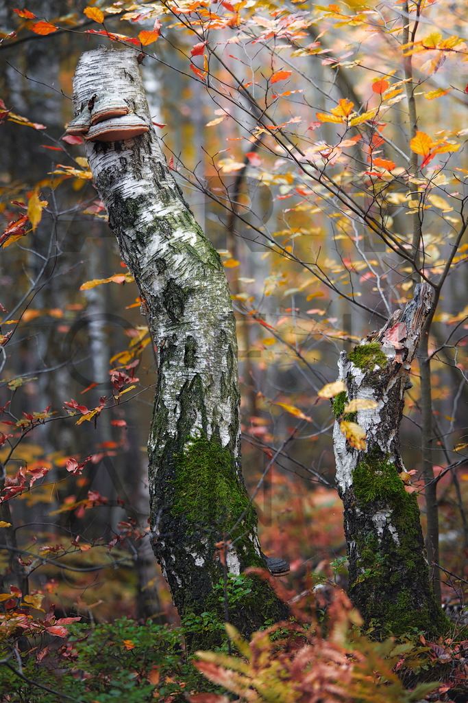 Ein Hans Fineart Original | Entdecke die Kunst von Hans Fineart - Fotografien für dein Zuhause. Verwandle deine Wände mit einzigartigen Kunstwerken und bringe die Schönheit der Welt in dein Leben. Bestelle jetzt und schaffe einen Ort der Inspiration und Eleganz.