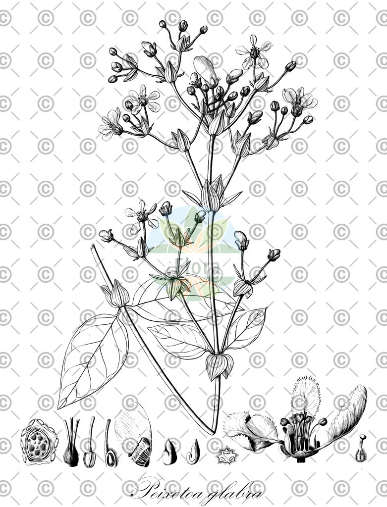 HistAbb_wfo-0000266538_1_ENZY_Simple | Historische Abbildung von Peixotoa glabra - Malpighiaceae | Historical Illustration of Peixotoa glabra - Malpighiaceae