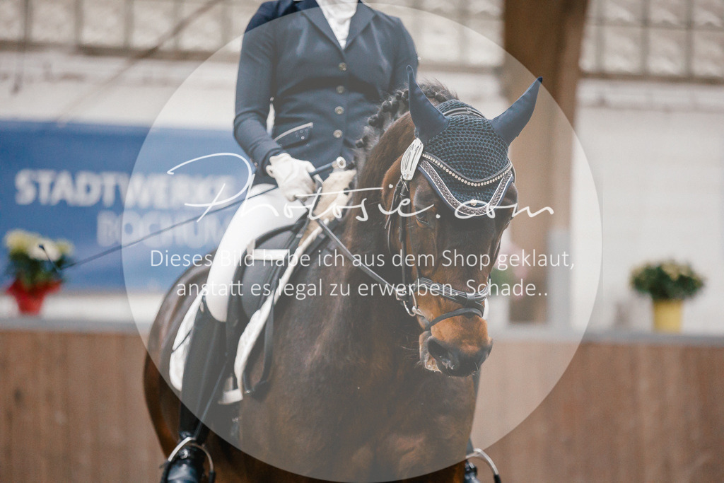 3I6A6042 | Stimmungsvolle Portraits und Reitsportfotografie im Ruhrgebiet und im Münsterland.

Pferdefotografie, Hundefotografie, Tierfotografie, Reportagen, Portraits von Tier und Mensch, Turnierfotografie in Bochum, Recklinghausen, Marl, Haltern am See, Dülmen.. - Realisiert mit Pictrs.com