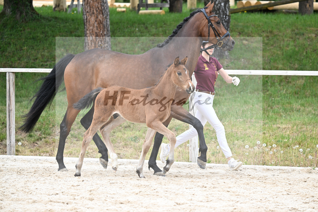 Kat-Nr. 32 HF Chelici Orange x High Level_Heinzelmann_24260900 | hf-fotografie - Realisiert mit Pictrs.com
