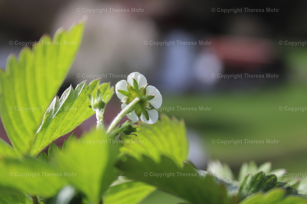 IMG_5096 | Naturpuls - Realisiert mit Pictrs.com