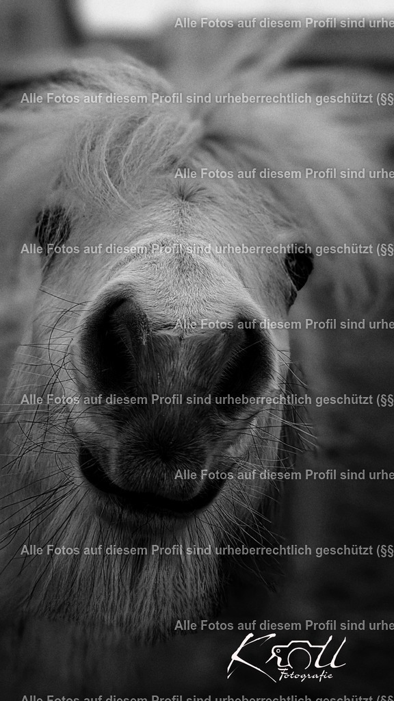 Photo_1741049939949 | krollfotografie - Realisiert mit Pictrs.com