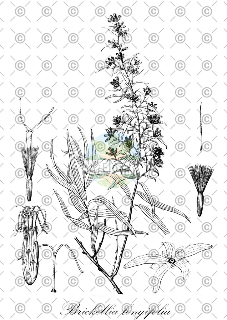 HistAbb_wfo-0000050786_1_ENZY_Simple | Historische Abbildung von Brickellia longifolia - Asteraceae | Historical Illustration of Brickellia longifolia - Asteraceae