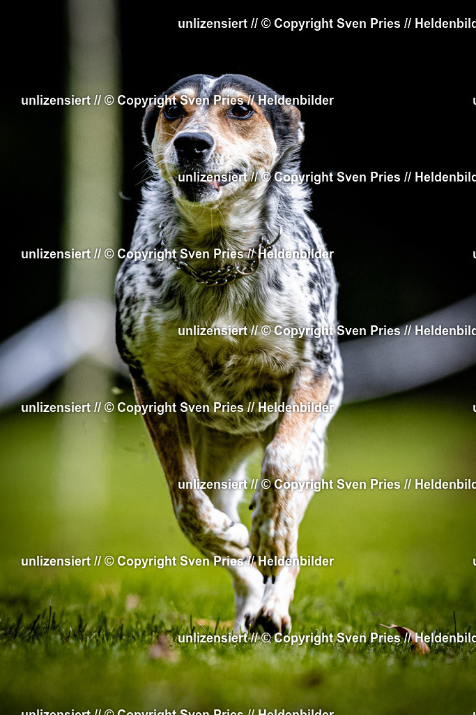 Sven Pries | 2025-10-03 - Hunderennen Obergrombach - Realisiert mit Pictrs.com