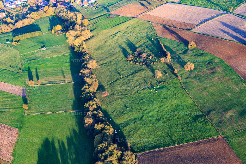 Aerial view: Charolais cattle grazing in the pasture at Le Pfeifferberg in Oberhoffen-lès-Wissembourg in the state Bas-Rhin, France.Photo: IMG_104417.jpg taken on 10/31/2017 by Werner Riehm/FLY-FOTO.comResolution of the original: 5472 x 3648 px