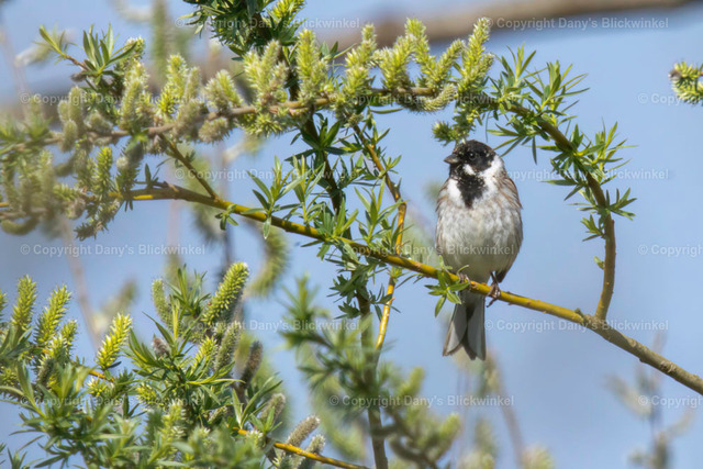 2019123 | Tierfotografie, Tierkalender, Tierbilder, Insekten, Spinnen, Vögel, Schmetterling, Libellen, Leinwand, Colorkey, Qualität, Geschenkartikel, Geschenk - Realisiert mit Pictrs.com