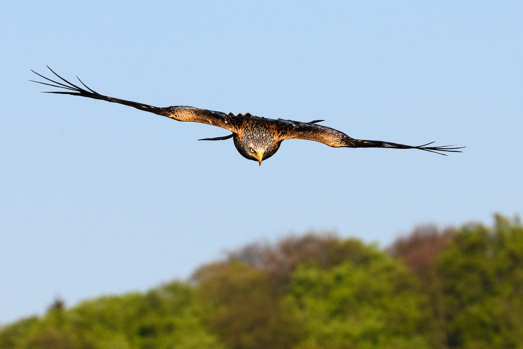 milan-2018-163 | Ein Roter Milan (Milvus milvus) im Anflug auf eine erspähte Beute. Das Foto entstand mit einer Nikon D850 am Breiten Luzin im Naturpark Feldberger Seenlandschaft in Mecklenburg-Vorpommern. - Realisiert mit Pictrs.com