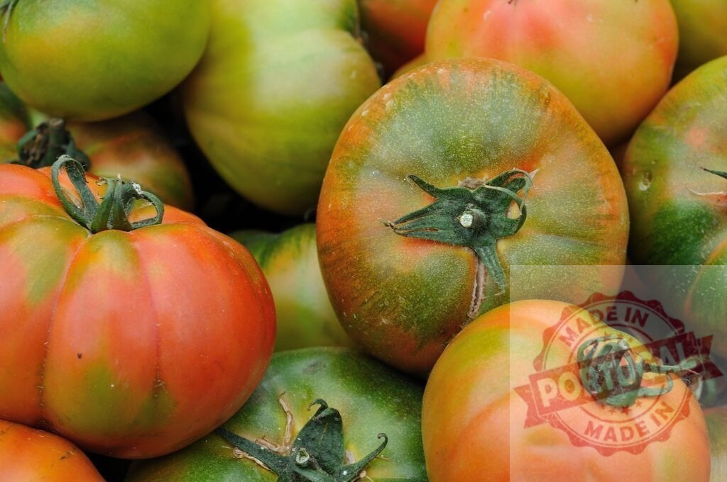 Ripening heirloom tomatoes showing organic farm produce concept | Numerous garden fresh heirloom tomatoes ripening from green to red color - Realized with Pictrs.com