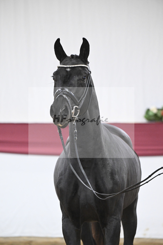 Kat-Nr. 37 St. Emilion x Quantensprung_Uwe Kraft_47251279 | hf-fotografie - Realisiert mit Pictrs.com