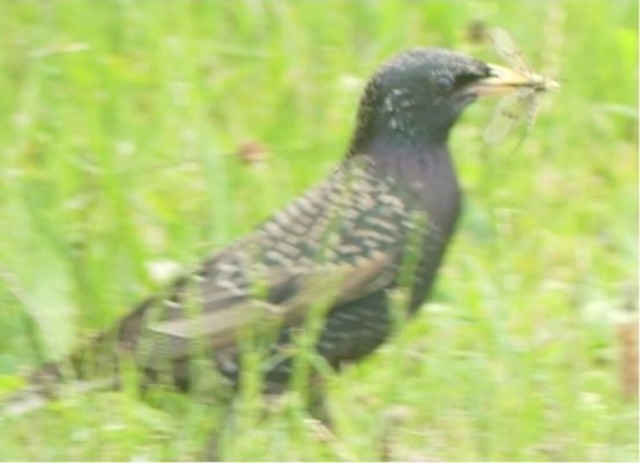 star-mit-gefangener-florfliege | Verkauf von Fotos und  Videoclips zumThema Natur.Motive sind Pflanzen, Tiere, Landschaftenund Wetter - Realisiert mit Pictrs.com