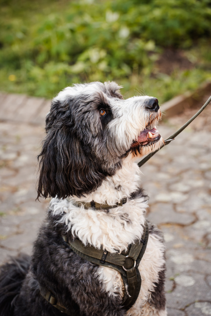 20260426-159 | MuT (Mensch und Tier) mit Mona - Fotografie und Tierkommunikation - Realisiert mit Pictrs.com