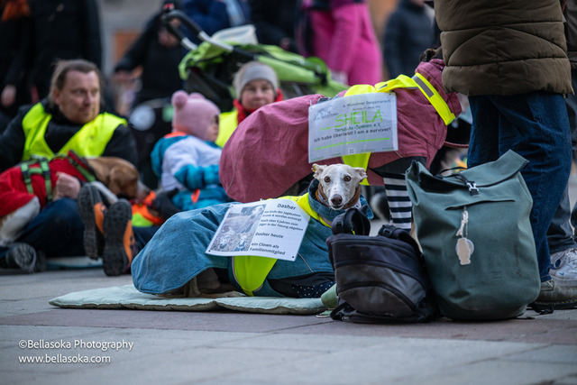 Galgomarsch2026-225 | Augenblicke kommen und gehen, Erinnerungen bleiben. Als Tierfotografin schaffe ich liebevolle Erinnerungen an unsere tierischen Familienmitglieder, ohne Stress und Druck.
Buchbar für den Raum München und Landkreis Dachau  - Realisiert mit Pictrs.com