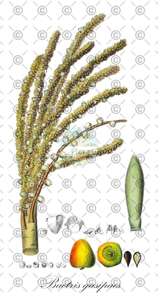 HistAbb_wfo-0000307252_3_ENZY_Simple | Historische Abbildung von Bactris gasipaes - Arecaceae | Historical Illustration of Bactris gasipaes - Arecaceae