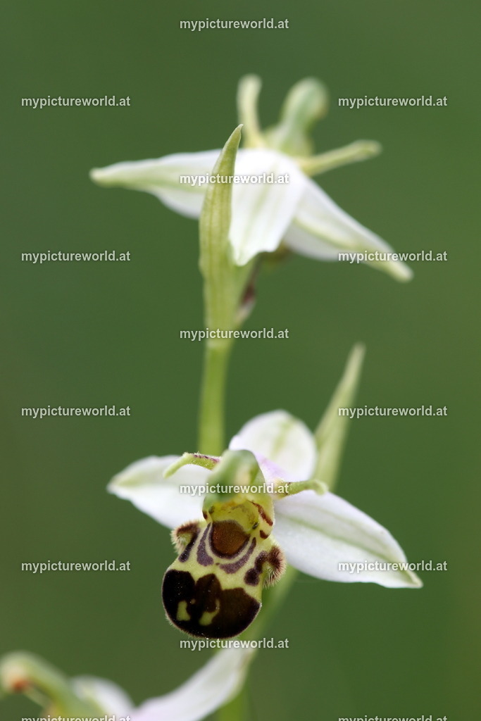 Bienen-Ragwurz-026 | Das Bilderarchiv über Tiere, Planzen und Landschaften. In der Bilddatenbank finden Sie ein große Auswahl an hochwertigen Bilder für Ihre Werbung - Realisiert mit Pictrs.com