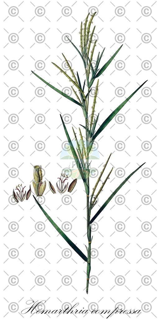 HistAbb_wfo-0001035236_1_ENZY_Simple | Historische Abbildung von Hemarthria compressa - Poaceae | Historical Illustration of Hemarthria compressa - Poaceae