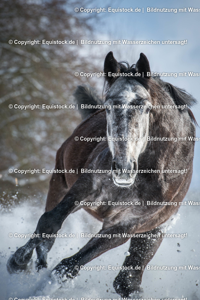 20160117_Galoppierender_Schimmel_im_Schnee_0003 | equistock