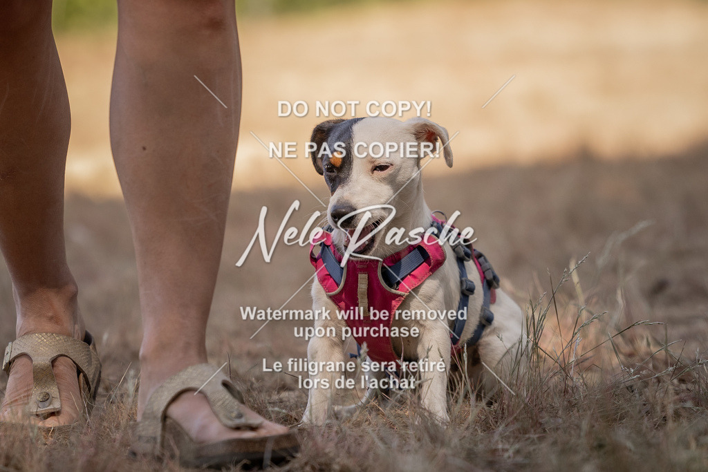 nelerasche_soDD2_233 | nelerasche