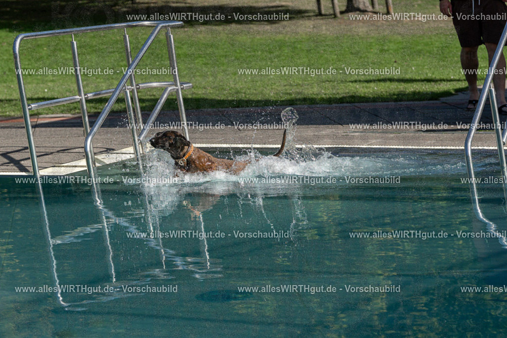 Hundeschwimmen_Volksbad_2026-allesWIRTHgut_Tierfotografie-2609061605-FAY07350 | Professionelle Tierfotografie in Mönchengladbach von Daniel Wirth (allesWIRTHgut). Liebevolle & natürliche Bilder von Hunden & Katzen für unvergessliche Erinnerungen.