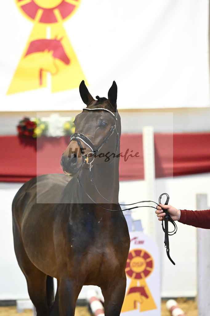 Kat-Nr. 17 Contenaro x Lancerto_Noll_43231099 | hf-fotografie - Realisiert mit Pictrs.com