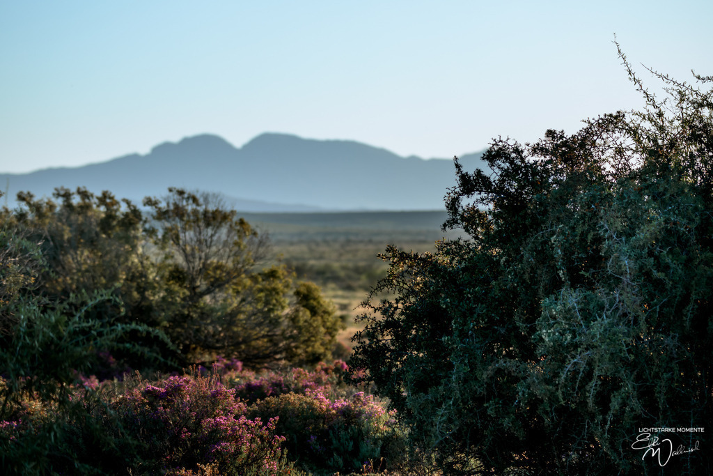 20231003-061131 SOUTHAFRIKA_-1 | Herzlich willkommen auf meiner Seite! Ich bin Elke Wallnisch, Deine Fotografin für lichtstarke Momente. Der Name steht für alles, was mich mit der Fotografie verbindet: Das Licht und seine machtvolle Wirkung auf eine Situation oder unsere Stimmung - Realisiert mit Pictrs.com