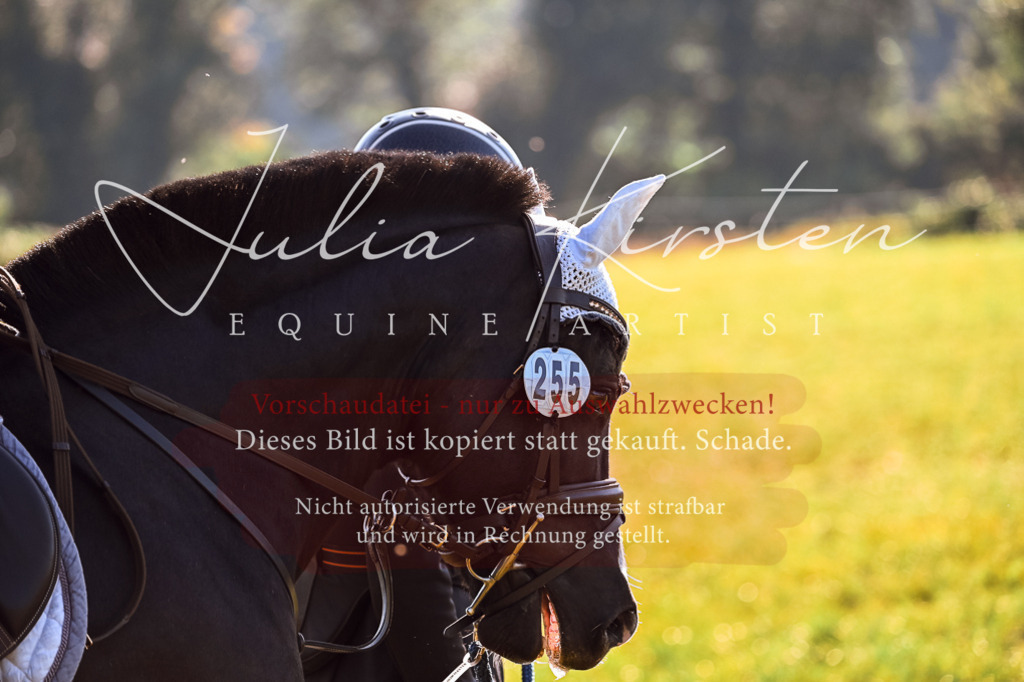 DSC_0365 | Pferde- und Turnierfotografie in Westsachsen. Pferdeportraits, Auftragszeichnungen und intuitive Kunst.