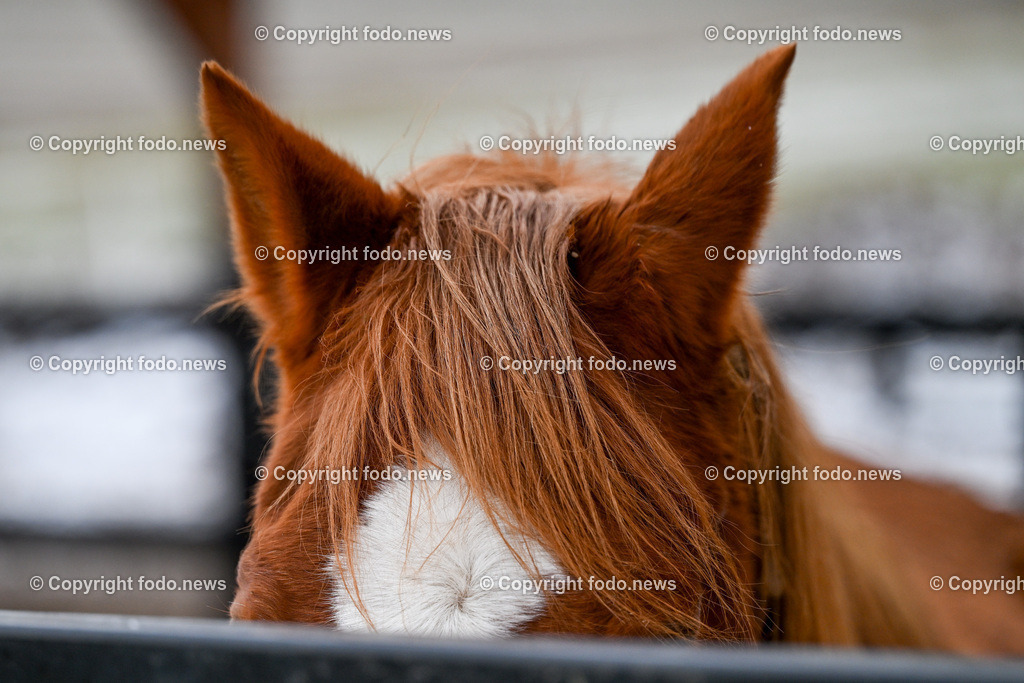 Slowakei_ Durcina_ Ranch Simba_ 25.12.2025-1 | 25.12.2025, Rajec, SVK, Themenbild, Pferde, im Bild Pferd, Stute, Hengst, Fohlen, Quarter Horse, Ranch, Weide, Hof, Wiese, Stall, Nutztier, Tier, braunes Pferd, Tierfotografie
