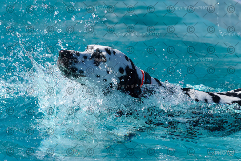 156_202509_4Hundebadetag_NZ9_2657 | proPHOTO - Realisiert mit Pictrs.com