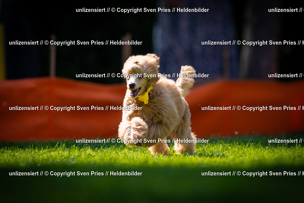 Sven Pries | 2025-08-10 - Hunderennen Durlach - Realisiert mit Pictrs.com