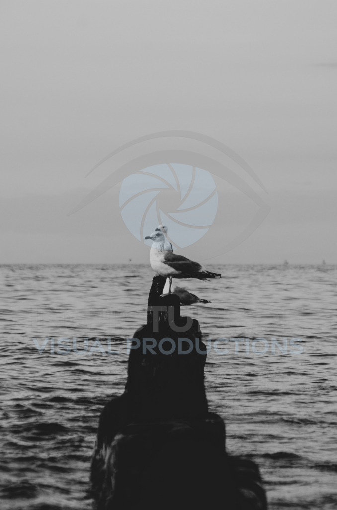 DSC_6316 | in-picture - Realisiert mit Pictrs.com