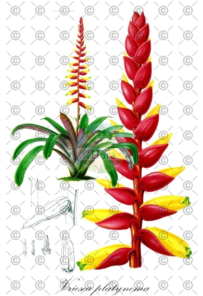 HistAbb_wfo-0000606352_1_ENZY_Simple | Historische Abbildung von Vriesea platynema - Bromeliaceae | Historical Illustration of Vriesea platynema - Bromeliaceae