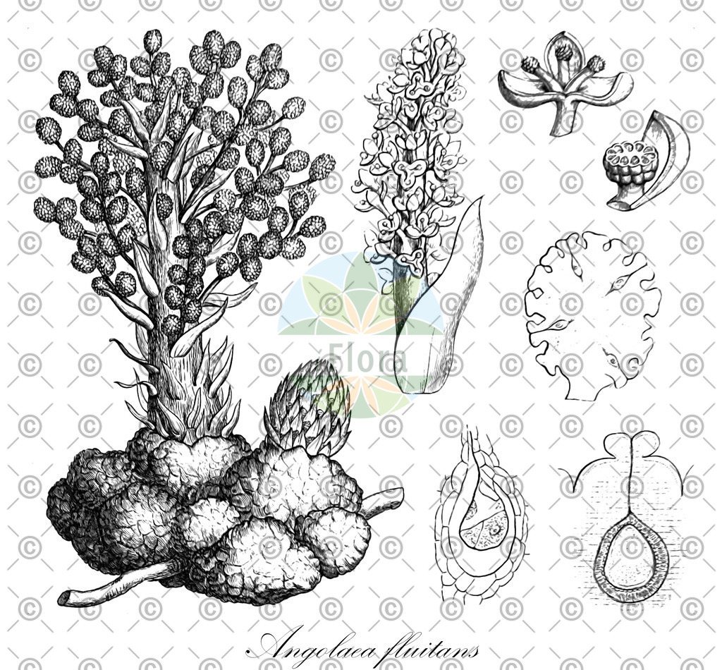 HistAbb_wfo-0000536542_175_ENZY_Simple | Historische Abbildung von Angolaea fluitans - Podostemaceae | Historical Illustration of Angolaea fluitans - Podostemaceae