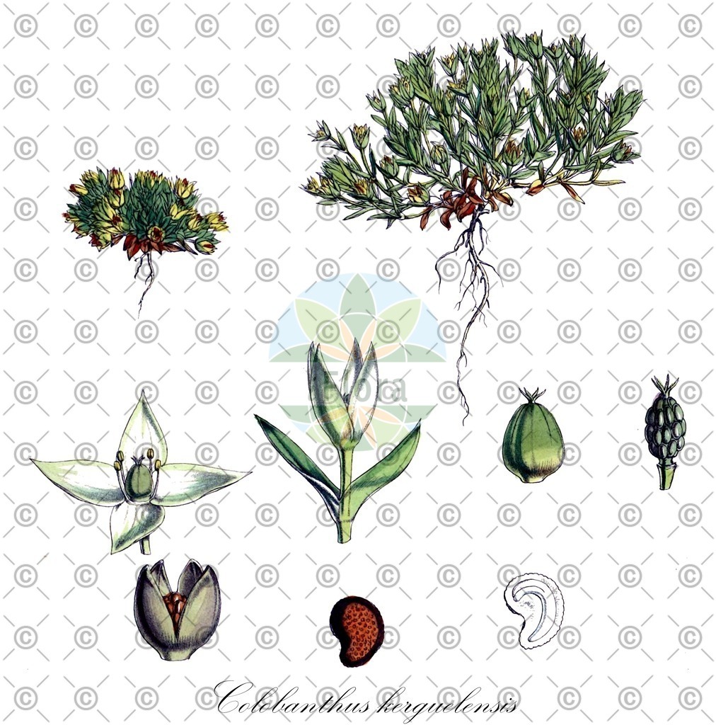 HistAbb_wfo-0000917419_1_ENZY_Simple | Historische Abbildung von Colobanthus kerguelensis - Caryophyllaceae | Historical Illustration of Colobanthus kerguelensis - Caryophyllaceae