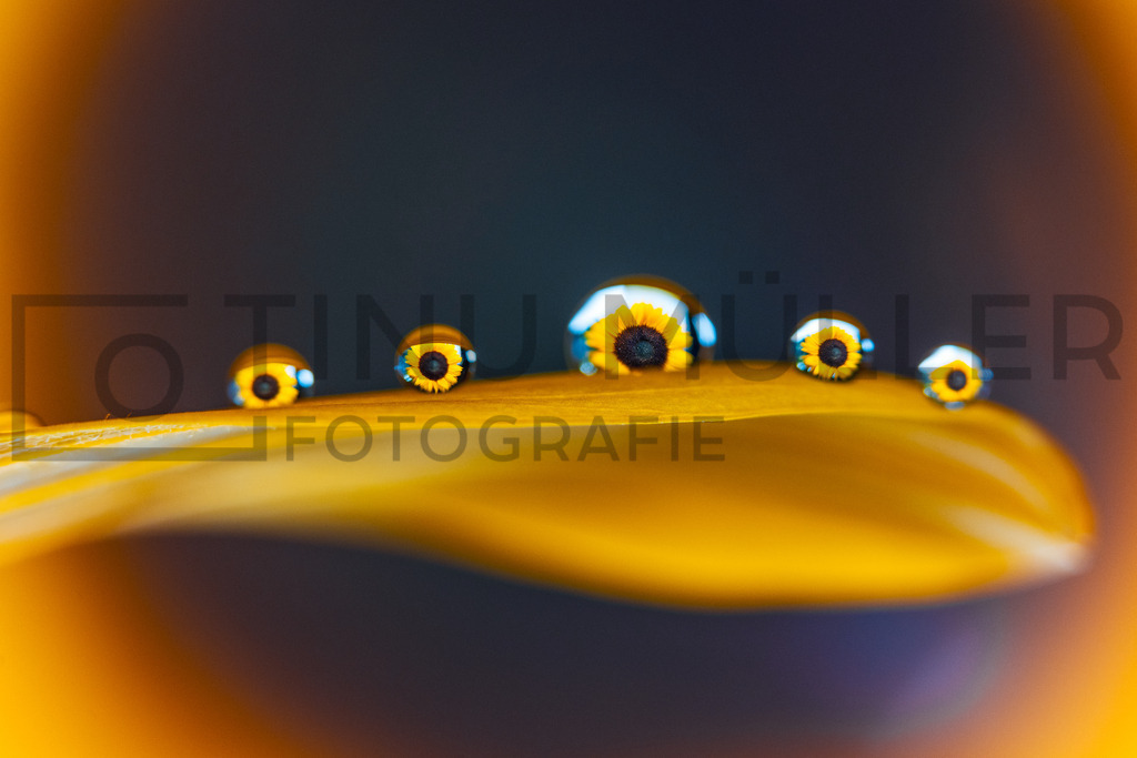 _DSC6015 | Tinu Müller Fotografie- Bildershop - Realisiert mit Pictrs.com