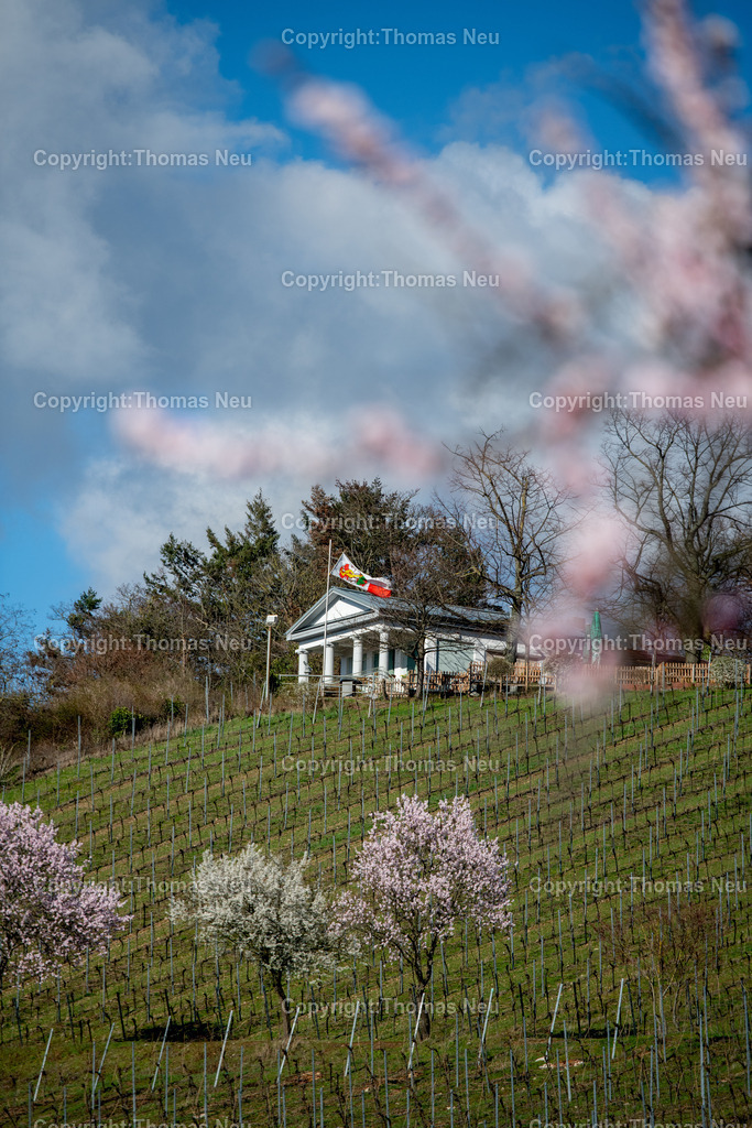 mandelbluete-kirchberg-bensheim-kirchberghaeuschen-Bensheim-Fruehling-bergstrasse-Fotografie-thomas-neu.jpg-5 | Der Kirchberg in Bensheim zeigt sich im Frühling von seiner schönsten Seite. Zarte rosa Blüten der Mandelbäume setzen farbliche Akzente in den sanft geschwungenen Weinbergen der Hessischen Bergstraße. Im Hintergrund thront das charakteristische Kirchberghäuschen, ein beliebtes Ziel für Spaziergänger und ein markantes Wahrzeichen oberhalb der Stadt.
Die Kombination aus aufblühender Natur, strukturierten Rebreihen und dem weiten Blick über die Landschaft macht diesen Ort zu einem der bekanntesten Fotomotive der Region. Besonders zur Mandelblüte entsteht hier eine mediterran anmutende Szenerie, die jedes Jahr zahlreiche Besucher und Fotografen anzieht.
Dieses Motiv steht für den Frühling an der Bergstraße – für Aufbruch, Licht und die besondere Verbindung von Weinbau, Landschaft und Kultur.