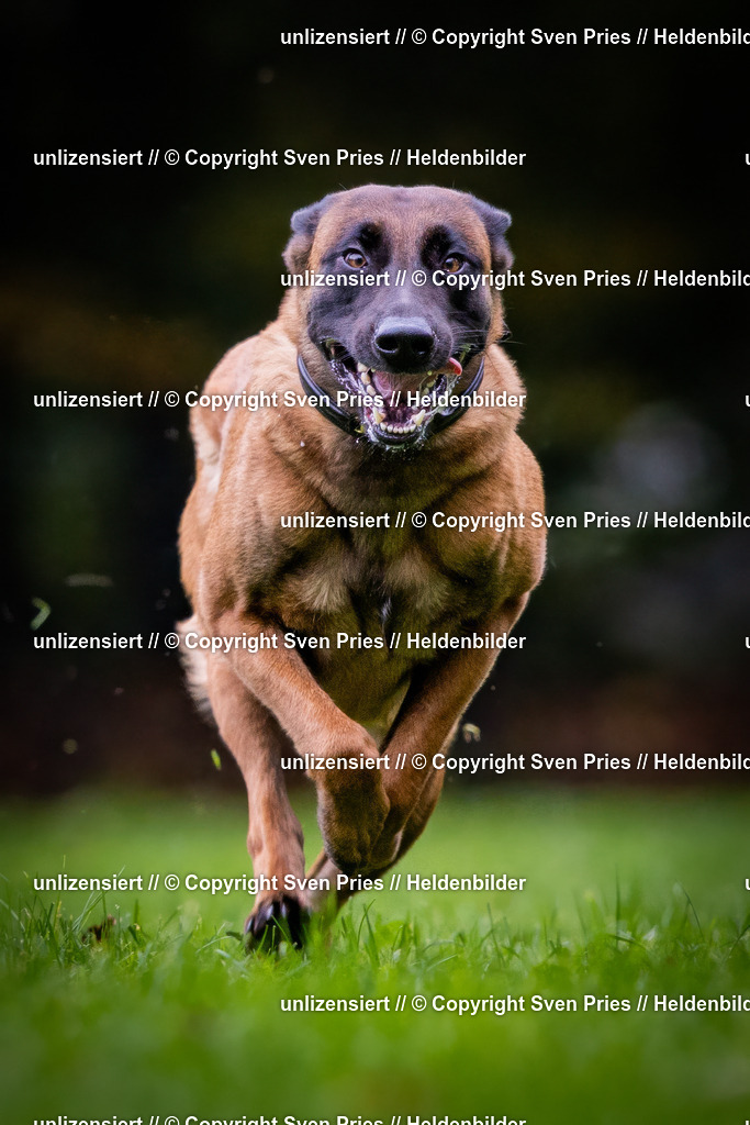 Sven Pries | 2024-10-19 - Hunderennen Ober-Grombach - Realisiert mit Pictrs.com