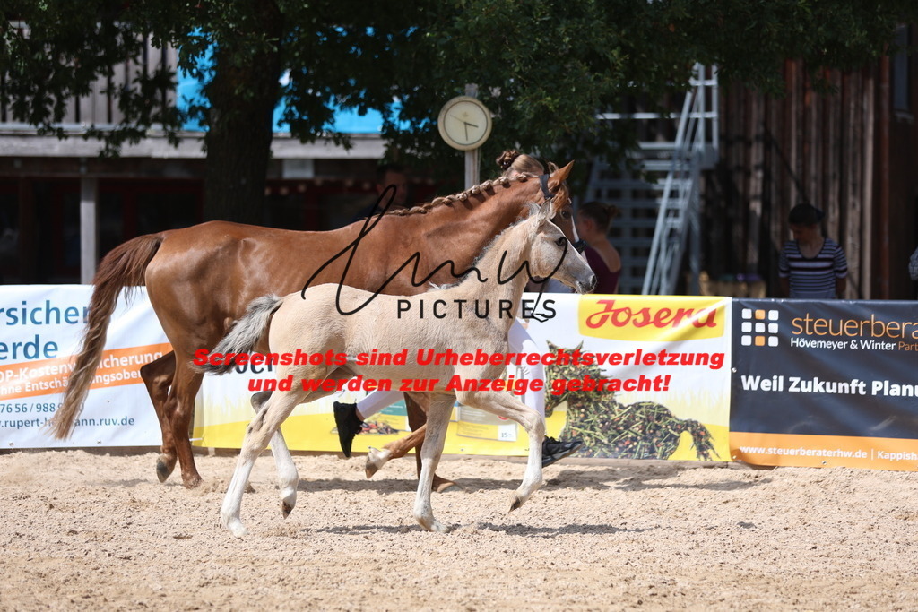 Fohlenschau_Schwäbisch_Hall_Ponys_KN 45_11 | lmwpictures - Realisiert mit Pictrs.com