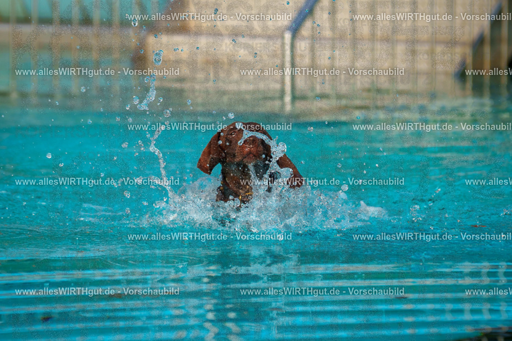Hundeschwimmen_Grefrath_2026-allesWIRTHgut_Tierfotografie-09_02-7R502083 | Professionelle Tierfotografie in Mönchengladbach von Daniel Wirth (allesWIRTHgut). Liebevolle & natürliche Bilder von Hunden & Katzen für unvergessliche Erinnerungen.