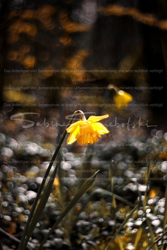 Wandbild Osterglocke - Narzisse mit Bubble Bokeh | People- und Tierfotografie, Imageaufnahmen, Veranstaltungsfotografie und Wandbilder aus der Natur ★ Made in Germany ✔️ Druck + Downloads ✔️ Naturfotografie in Top Qualität ★ schneller Versand, weltweite Lieferung! - Realisiert mit Pictrs.com
