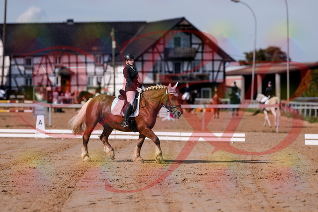 2026_10_03_Siefer-Hof_114047_Z81_83300472 | Professionelle Reitsport-, Turnier- und Eventfotografie von Robert Broda. Galerien mit ausgewählten und bearbeiteten Bildern direkt online ansehen und bestellen.