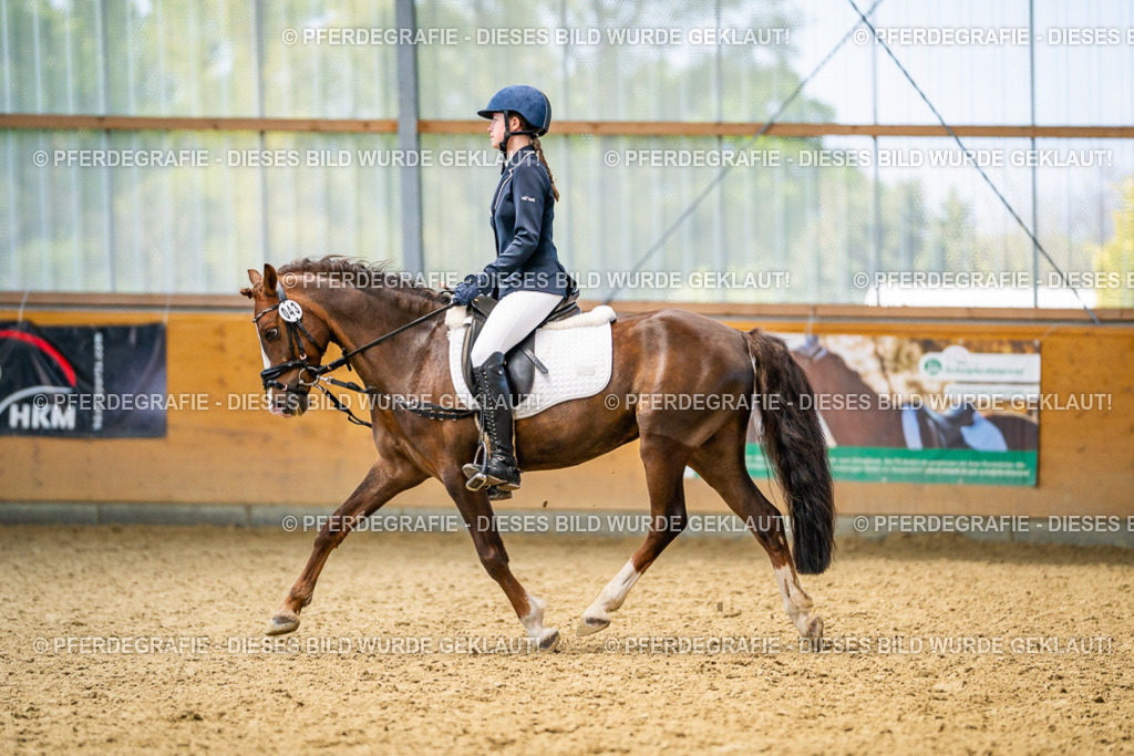 DSC03637 | Pferdegrafie