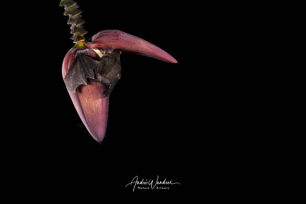 Dunkle Eleganz | Andre Wandrei - Nature Artworx - Realisiert mit Pictrs.com