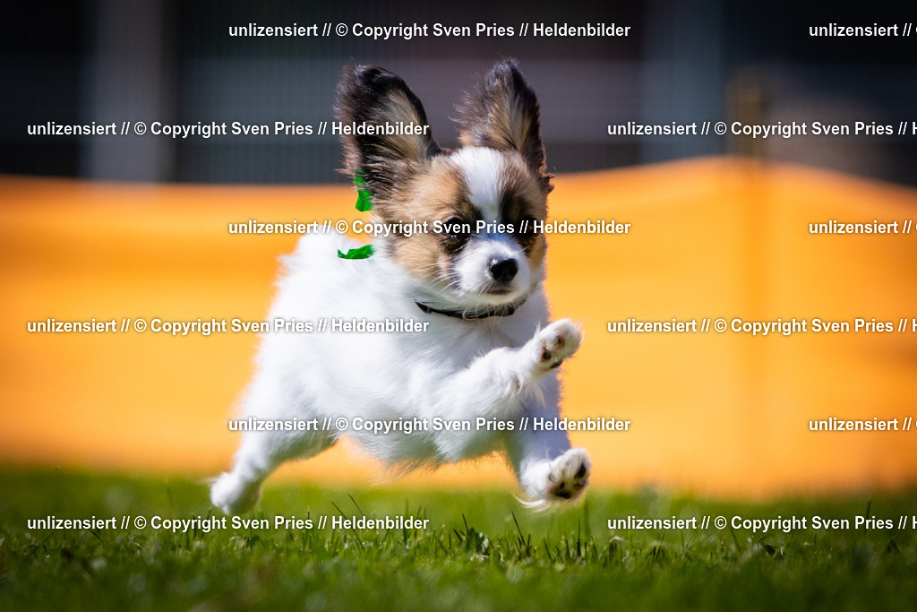 Sven Pries | 2025-08-10 - Hunderennen Durlach - Realisiert mit Pictrs.com