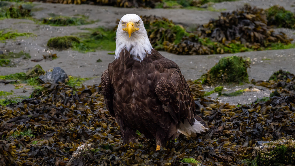 P1628506-Bearbeitet-2023-LR | Natur im Moment - Realisiert mit Pictrs.com