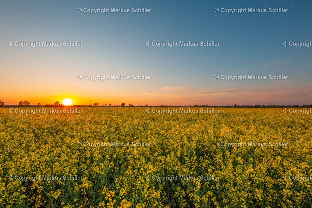 Hungary_Yellow_Fields_Sunset | markus-schiller - Realisiert mit Pictrs.com
