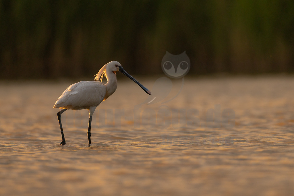 R6M32340_20260521 | Ein eleganter Löffler (Platalea leucorodia) steht im warmen, goldenen Licht der Abendsonne im flachen Wasser. Der Vogel ist bekannt für seinen charakteristischen löffelförmigen Schnabel, den er beim Nahrungssuchen seitlich durchs Wasser schwingt, um kleine Fische, Insekten und Krebstiere zu fangen. Er hat ein reinweißes Gefieder und lange, schwarze Beine. Auffällig ist auch der gelbliche Schopf am Hinterkopf, der bei adulten Vögeln in der Brutzeit besonders ausgeprägt ist. Löffler sind Watvögel, die in Feuchtgebieten, Sümpfen und an flachen Küsten leben und in Europa, Asien und Afrika vorkommen. - Realisiert mit Pictrs.com