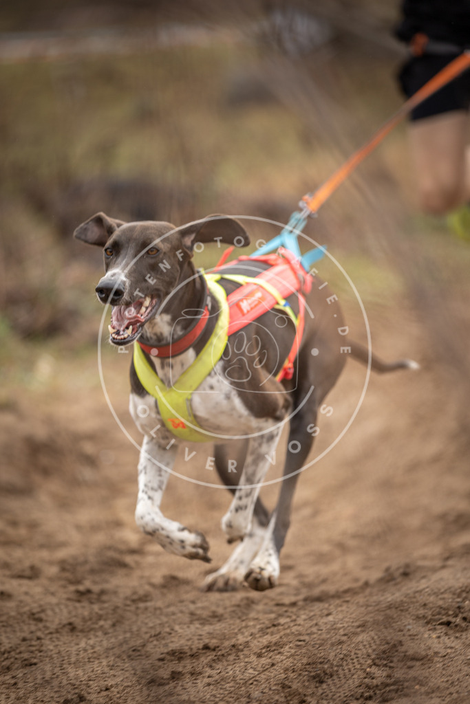 DV3A9674 | Hundefotografie, Tierfotograf, Pfotenfotografie, Fotoshooting Hund, Hunde Portrait, Hundesport, Hundeportraits, Heideshooting, Hunde, Sportfotograf, Hundefotograf, Turnierhundsport, THS,  - Realisiert mit Pictrs.com