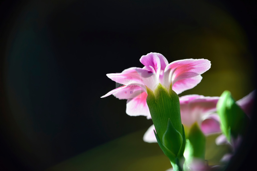 Makro - floral (22) | Buche Fotoshootings und entdecke hochwertige Fotoprodukte bei Mathias Ku Photos. Personalisiert, kreativ & mit Liebe zum Detail. Jetzt informieren! - Realisiert mit Pictrs.com