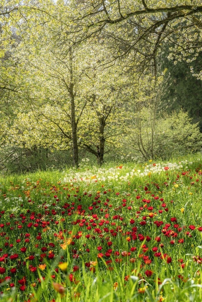 Insel Mainau 1 | Rote Tulpen - Realisiert mit Pictrs.com