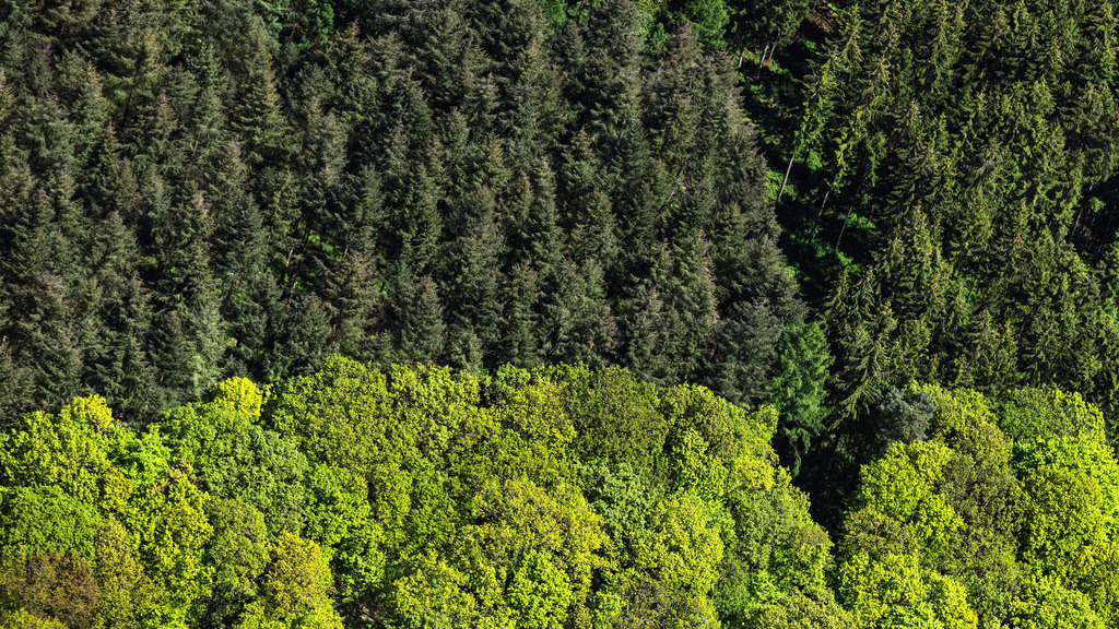 dr__0027112.jpg | DILLINGEN/SAAR 14.05.2019 Baumspitzen in einem Waldgebiet in Dillingen/Saar im Bundesland Saarland, Deutschland. // Treetops in a wooded area in Dillingen/Saar in the state Saarland, Germany. Foto: Daniel Reiter