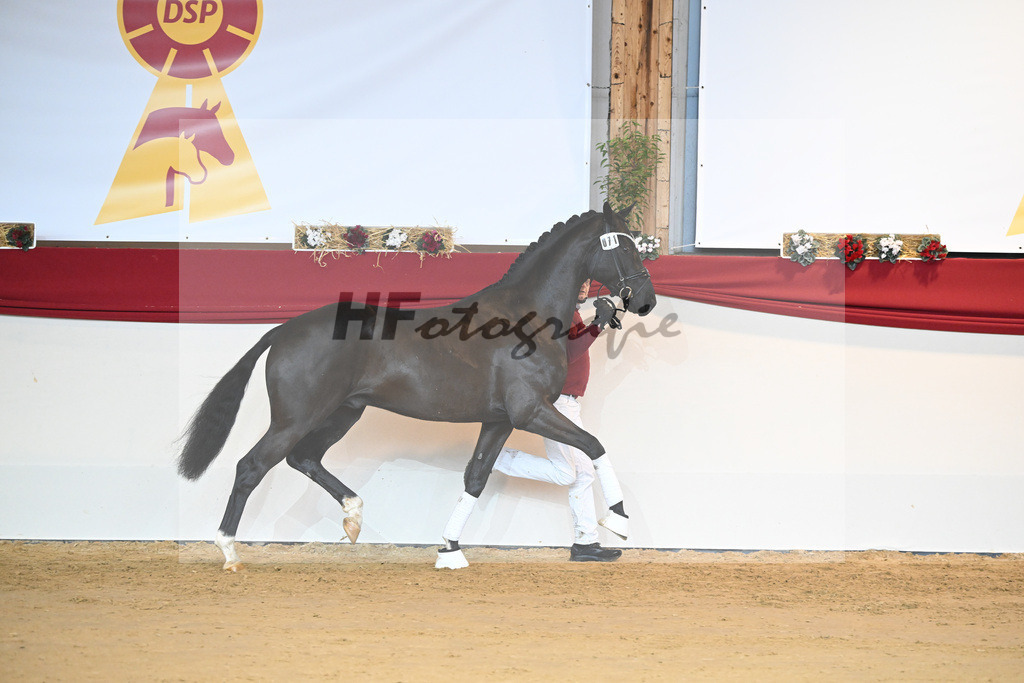 Kat-Nr. 71 Toto jr_Winklmaier_1231486 | hf-fotografie - Realisiert mit Pictrs.com